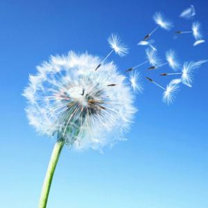 栀子花开(请勿秒赞)头像