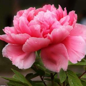 种在广东的洛阳牡丹头像