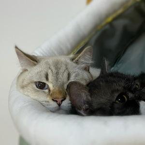 dou家的肥猫头像