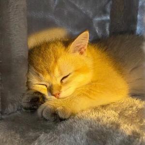 德国金渐层all-in头像