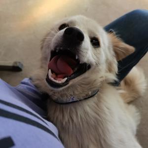 慧慧子和狗子的日常头像