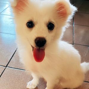 小银狐来来头像