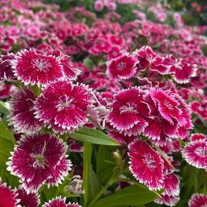 一团小红花头像