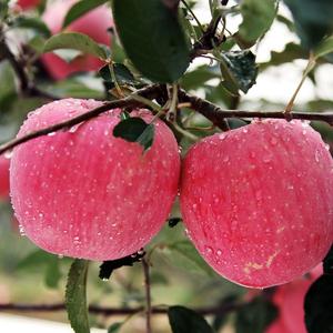 小蒙爱吃农产品头像