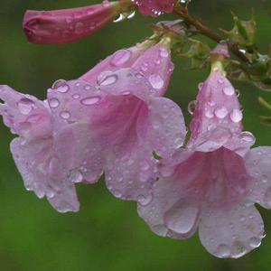 微風細雨,歲月芬芳頭像