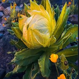 雪莲.感恩遇见 一起成长头像