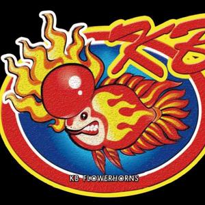 狂暴罗汉鱼专卖店