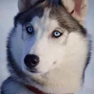 我是一只孤独的狗头像