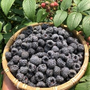 野生黑刺莓辛先生