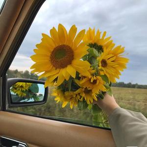 sunflower头像