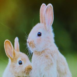 奔跑的兔子.头像