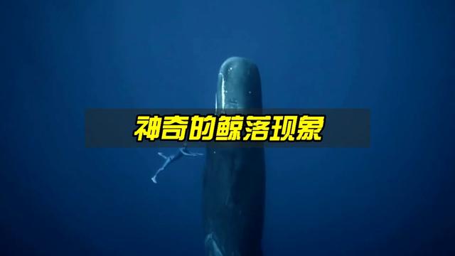 深海中最神奇的鲸落现象，让人类为之震撼！
