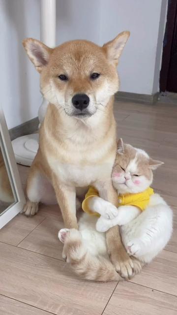 大家都是从哪个视频认识它俩的呀#七夕我们在一起 #七夕快乐