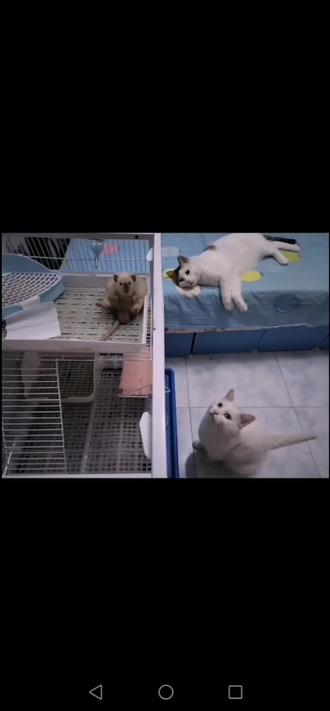 总有那么一只喜欢抢镜的老鼠 花枝鼠 抖音