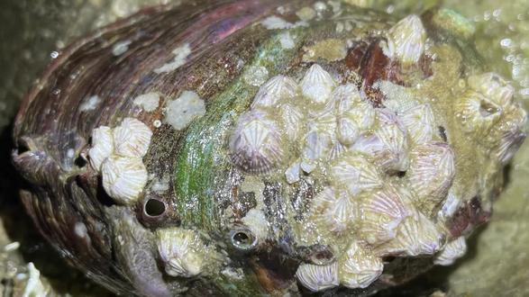 又到了拾截留龟的时候啦!