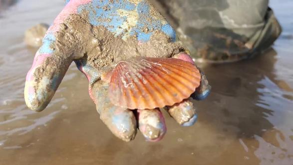 運氣不錯,趕海接連收穫兩條海鯛魚!#大梅趕海